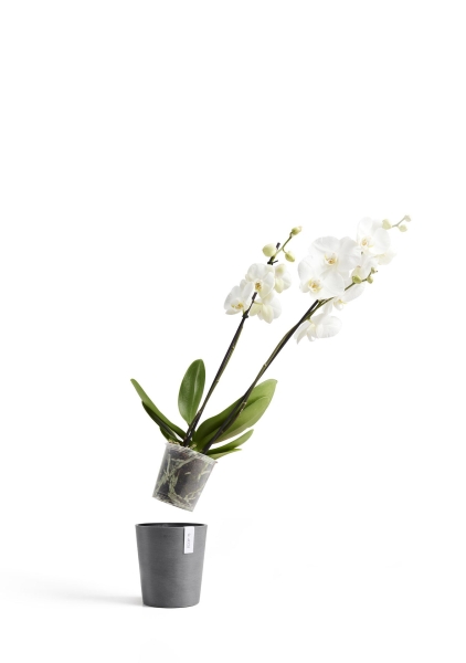 Ecopots MORINDA Orchid D14 H16
