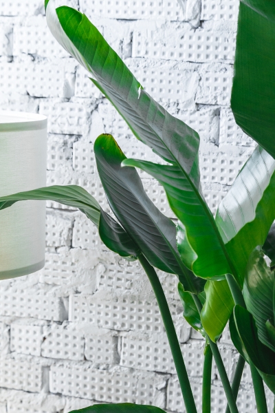 Стрелиция Николай 35/160 см