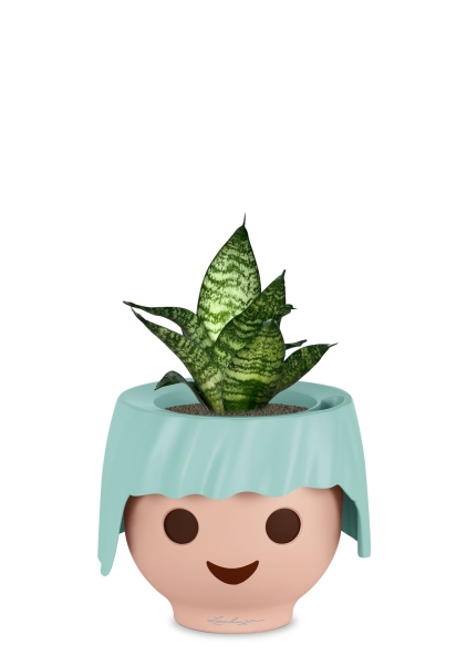 Сансевиерия Форест Стар в OJO, голубой