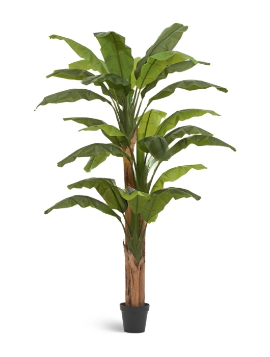 Банановое дерево 245 см