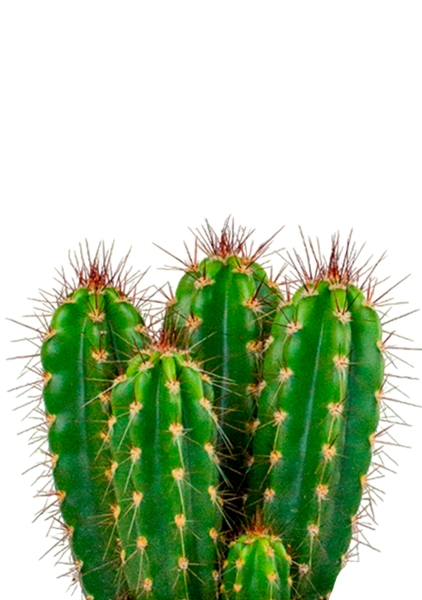 Кактус Неораймондия Герцога 12/20 см в CUBE GLOSSY KISS 14