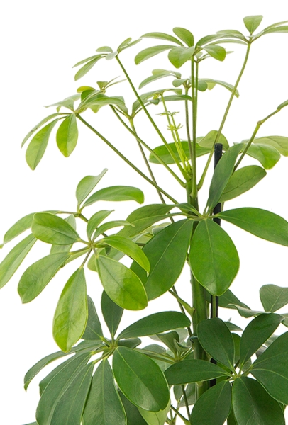 Шеффлера Нора в CUBICO COLOR 22