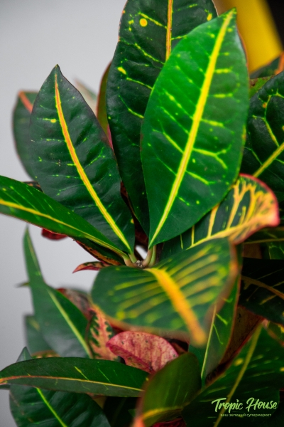 Кротон Петра в RONDO 32