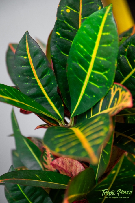 Кротон Петра в RONDO 32