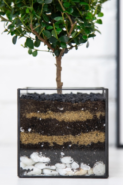 Флорариум с Мирсиной 25 см в кубе