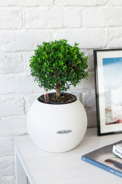 Мирт в PURO 20 Мирт в PURO 20