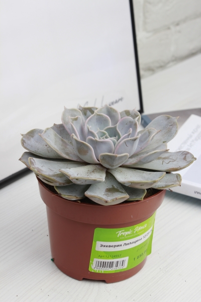 Эхеверия Лилацина 12/20 см в CLASSICO COLOR 18