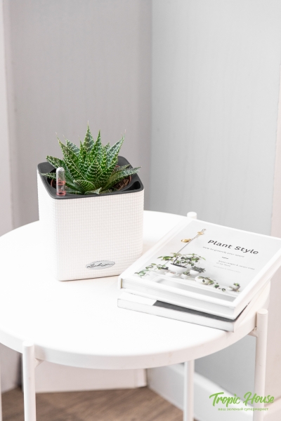 Алоэ Остистое 12/20 см Алоэ Остистое 12/20 см