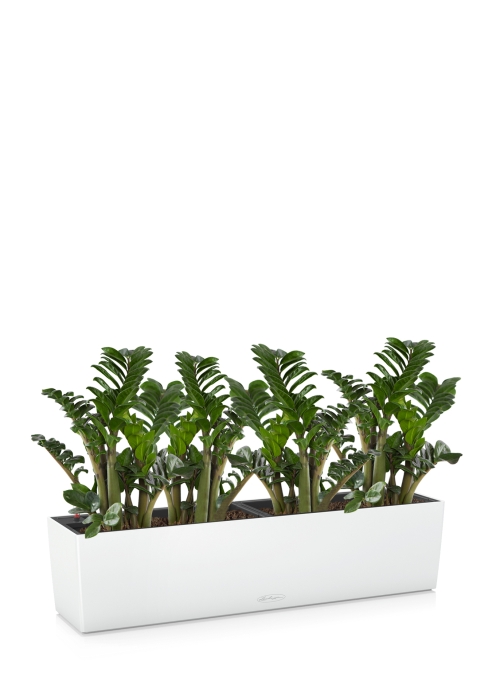 Замиокулькас Зензи в BALCONERA COLOR 80, белый