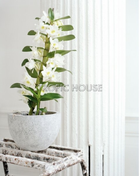 Орхидея Дендробиум белая 1 стволе 12/45 см