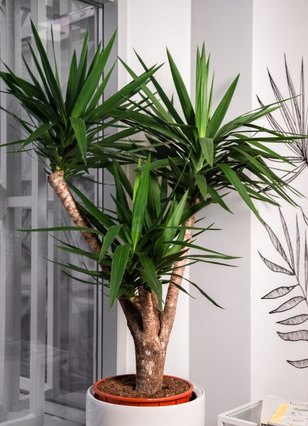 Юкка разветвленная 40/160 см