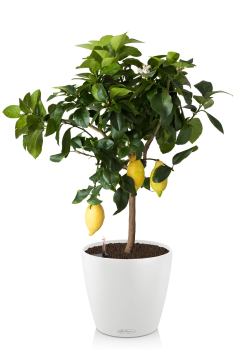 Лимон CLASSICO 28/80 см, белый