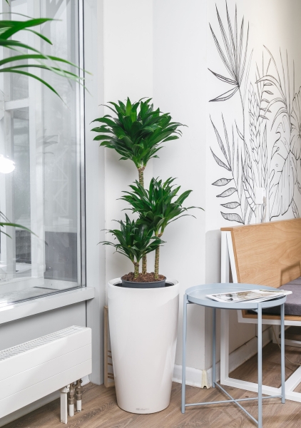 Драцена Компакта 3 ствола 21/100 см Драцена Компакта 3 ствола 21/100 см