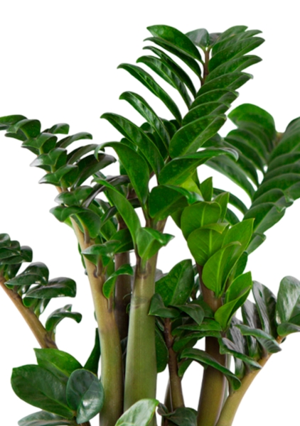 Замиокулькас Зензи 14/50 см в CUBE Glossy 16