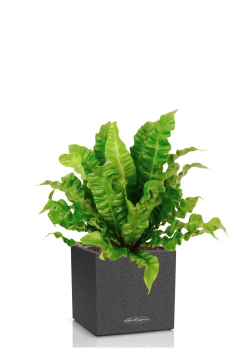 Асплениум Криспи в CANTO STONE 14, графитовый черный