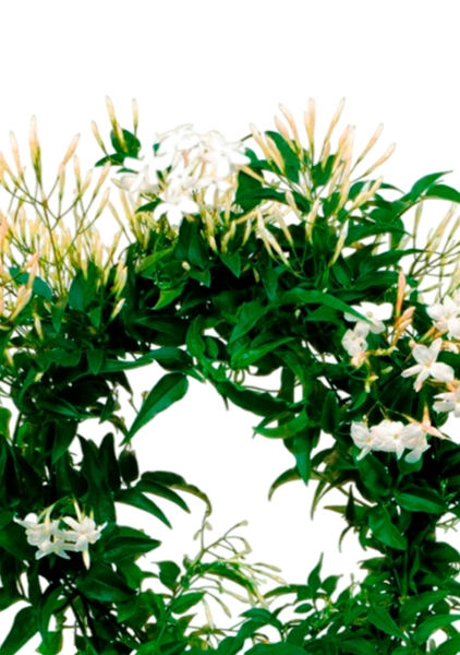 Жасмин на опоре 12/35 см в CUBE GLOSSY 14