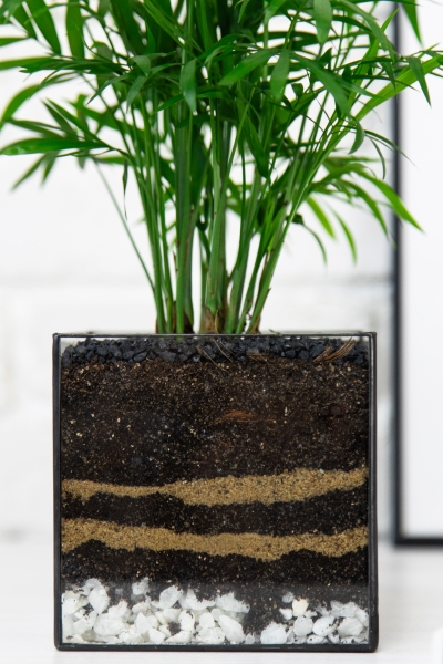 Флорариум с Хамедореей 40 см в кубе Флорариум с Хамедореей 40 см в кубе