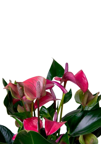 Антуриум Андрианум пурпурный 17/55 см в QUADRO LS 28