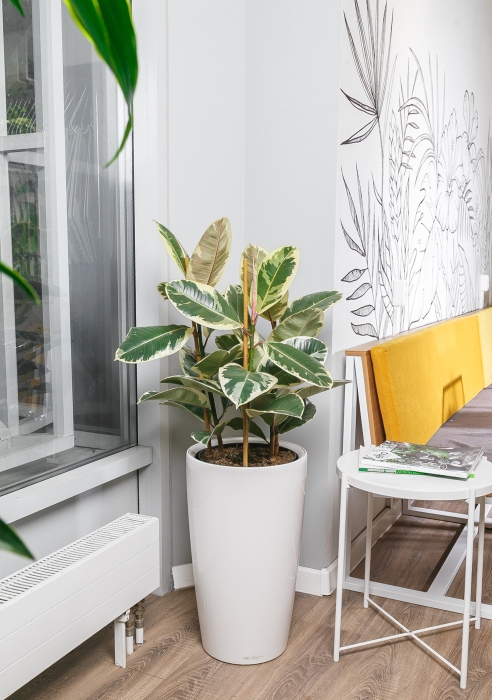 Фикус Эластика Тинеке 3 ствола 24/80 см