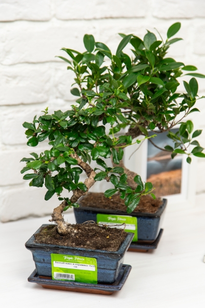 Бонсай микс в керамике 15/25 см