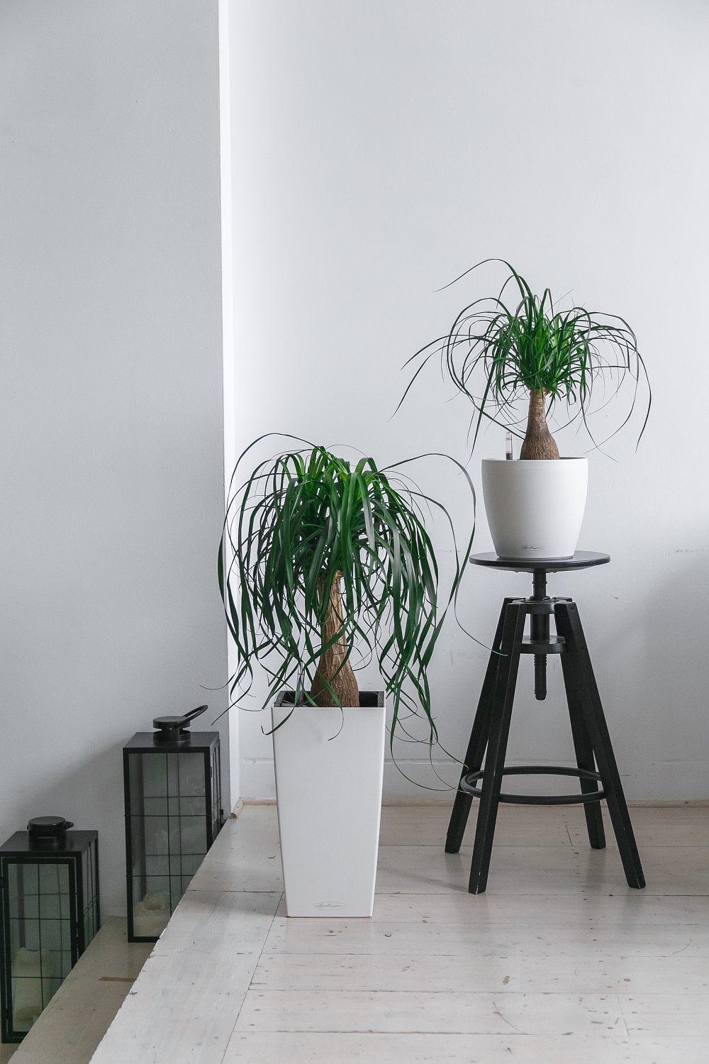 СОЗДАНИЕ ПРОЕКТА ФИТОДИЗАЙНА