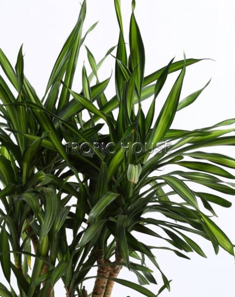 Драцена Рики RONDO 40 Драцена Рики RONDO 40