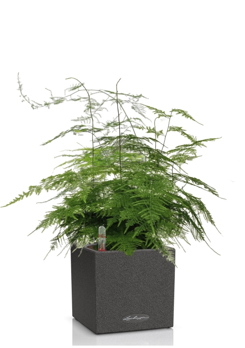 Аспарагус в CANTO STONE 14, графитовый черный 