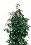 Фикус Бенджамина Даниэль 27/120 см в CLASSICO LS 35