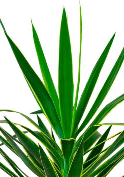 Юкка Пак в CLASSICO COLOR 35