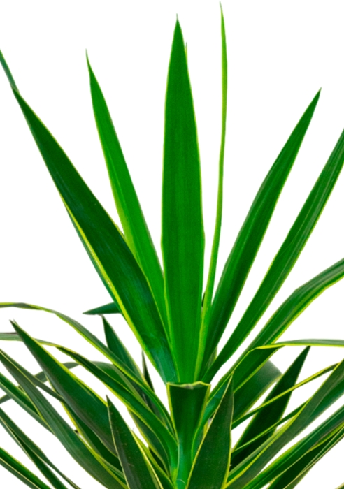 Юкка Пак в CLASSICO COLOR 35