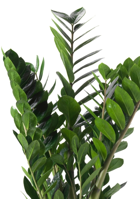 Замиокулькас 21/90 в CILINDRO 32