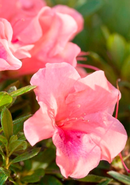 Азалия цветной микс в BALCONERA COLOR 50 Азалия цветной микс в BALCONERA COLOR 50