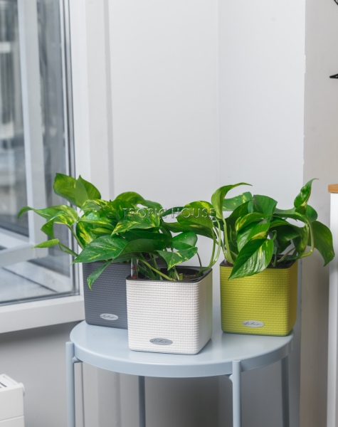 Набор сциндапсусов CUBE COLOR 14