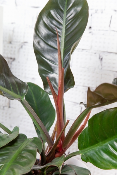 Филодендрон Империал Ред 19/60 см