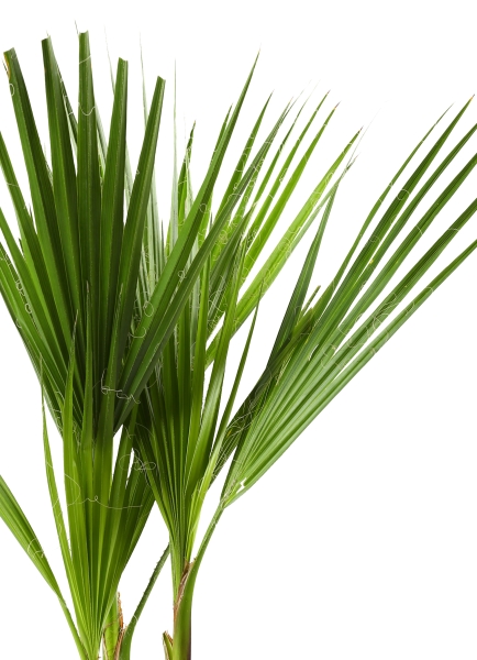 Вашингтония 21/110 см Вашингтония 21/110 см