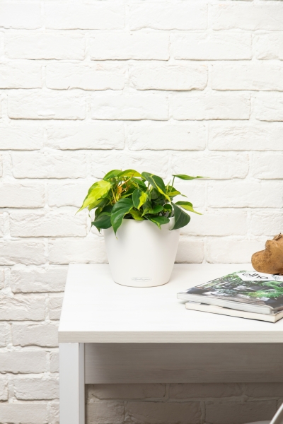 Филодендрон Сканденс Бразил 17/30 см