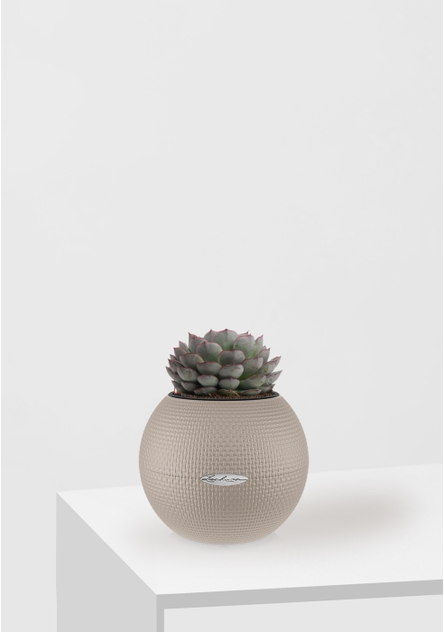 Эхеверия микс 10 см в PURO 20