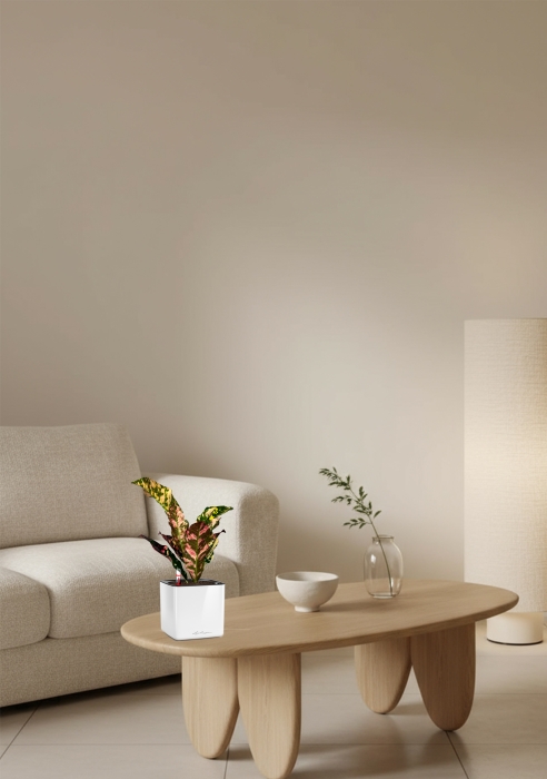 Кодиеум 8/20 см в CUBE GLOSSY 14