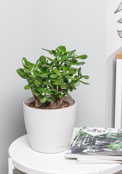 Крассула Овата 17/30 см