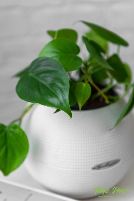 Филодендрон Сканденс 12/20 см в PURO 20