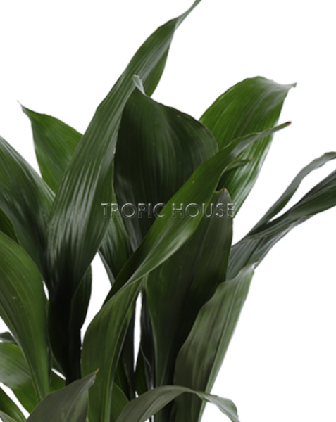 Аспидистра в DELTA 20 Аспидистра в DELTA 20