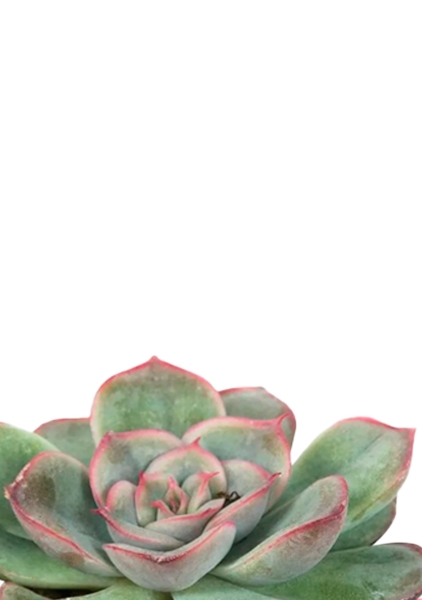 Суккулент микс 5 см в CUBE GLOSSY 14 Суккулент микс 5 см в CUBE GLOSSY 14