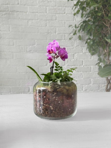 Флорариум с фиттонией