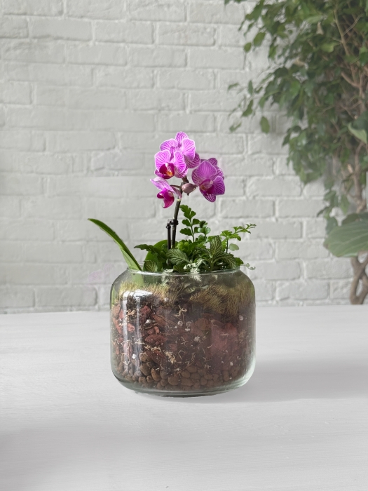 Флорариум с фиттонией