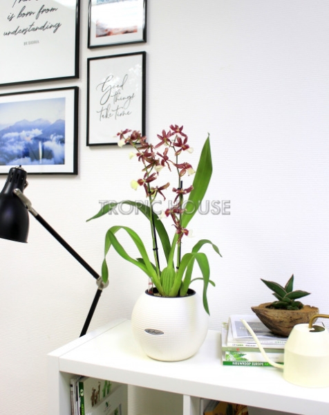 Орхидея Камбрия ароматная в PURO 20