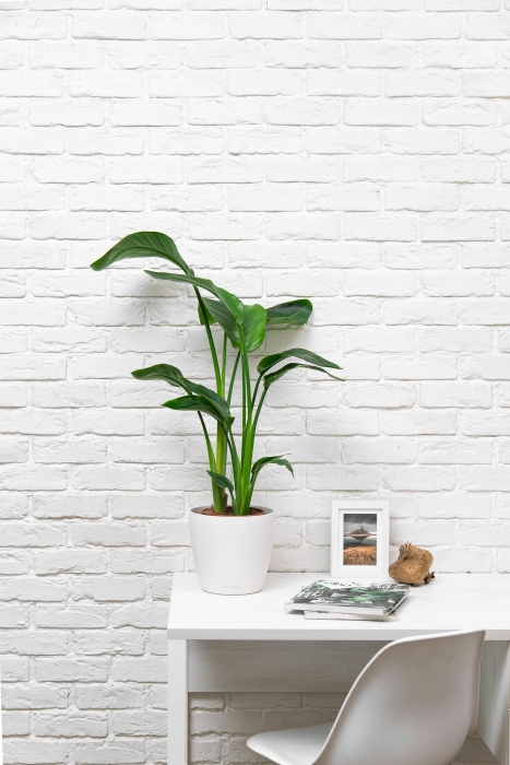 Стрелиция Николай 17/60 см