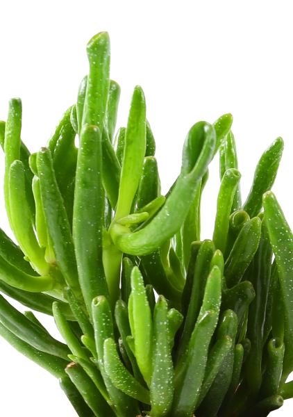 Набор Крассул Хоббит 12/20 см