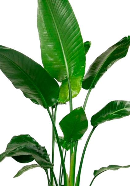 Стрелиция Николай 27/140 см в CUBICO 40