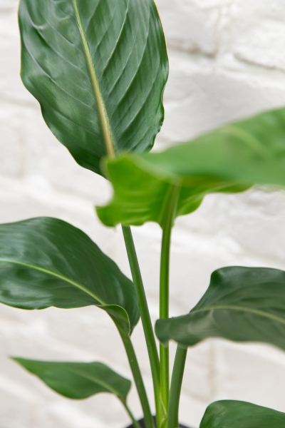 Стрелиция Регина в CUBE GLOSSY 14