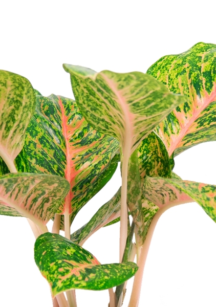 Аглаонема Баттерфляй 19/50 см Аглаонема Баттерфляй 19/50 см